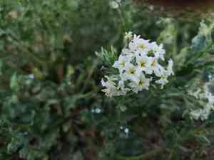 Siberian sea rosemary(Tournefortia sibirica)