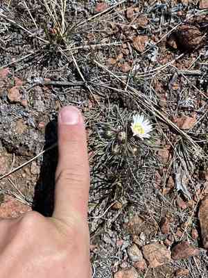 Hooker's townsend daisy(Townsendia hookeri)