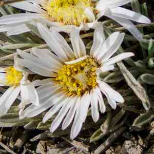 Hooker's townsend daisy(Townsendia hookeri)