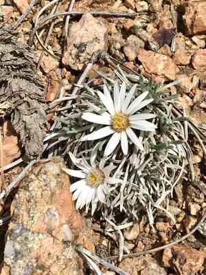 Hooker's townsend daisy(Townsendia hookeri)