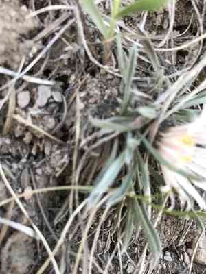 Hooker's townsend daisy(Townsendia hookeri)