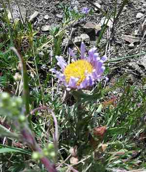 Parry's townsend daisy(Townsendia parryi)