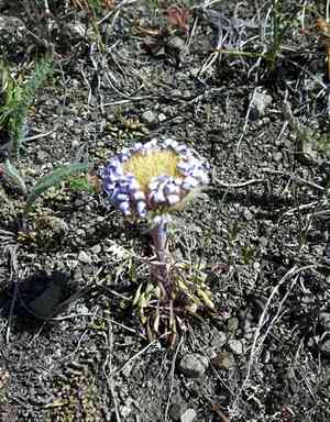 Parry's townsend daisy(Townsendia parryi)