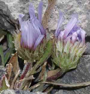 Parry's townsend daisy(Townsendia parryi)
