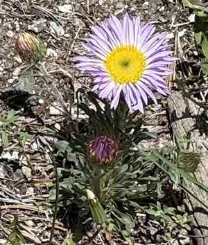 Parry's townsend daisy(Townsendia parryi)
