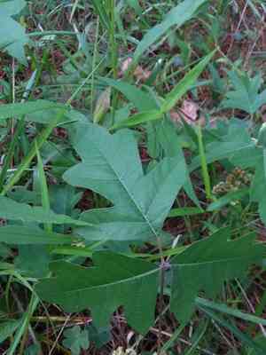 Atlantic poison oak(Toxicodendron pubescens)