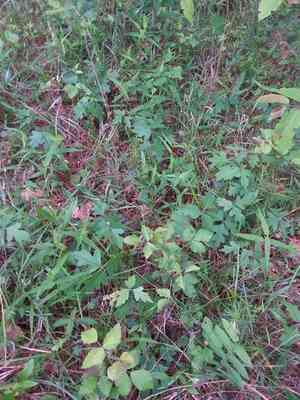 Atlantic poison oak(Toxicodendron pubescens)