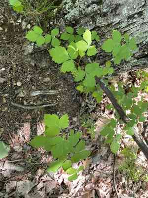 Atlantic poison oak(Toxicodendron pubescens)