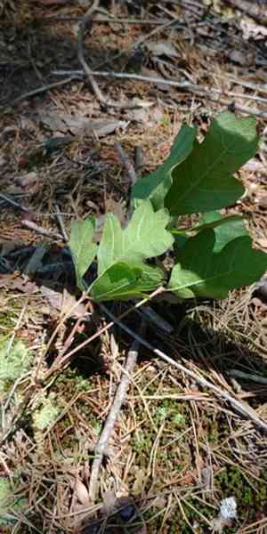 Atlantic poison oak(Toxicodendron pubescens)