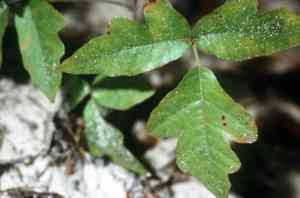 Atlantic poison oak(Toxicodendron pubescens)