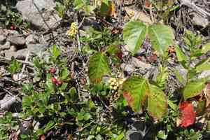 Western poison ivy(Toxicodendron rydbergii)