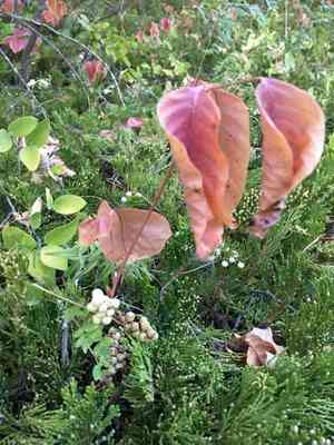 Western poison ivy(Toxicodendron rydbergii)
