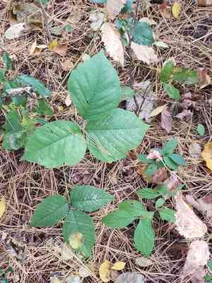 Western poison ivy(Toxicodendron rydbergii)