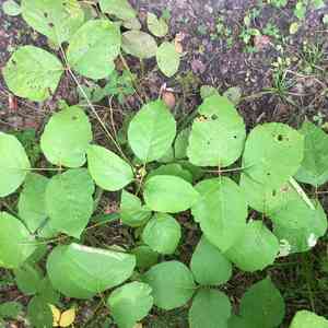Western poison ivy(Toxicodendron rydbergii)