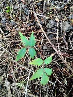 Wax tree(Toxicodendron succedaneum)