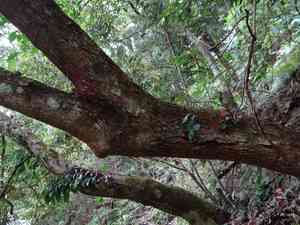 Wax tree(Toxicodendron succedaneum)