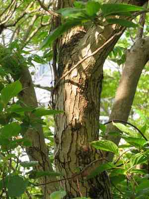 Wax tree(Toxicodendron succedaneum)