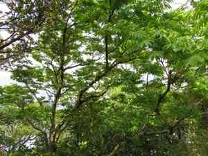 Wax tree(Toxicodendron succedaneum)