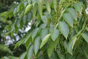 Chinese lacquer tree(Toxicodendron vernicifluum)