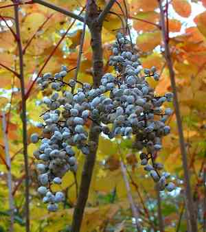 Chinese lacquer tree(Toxicodendron vernicifluum)