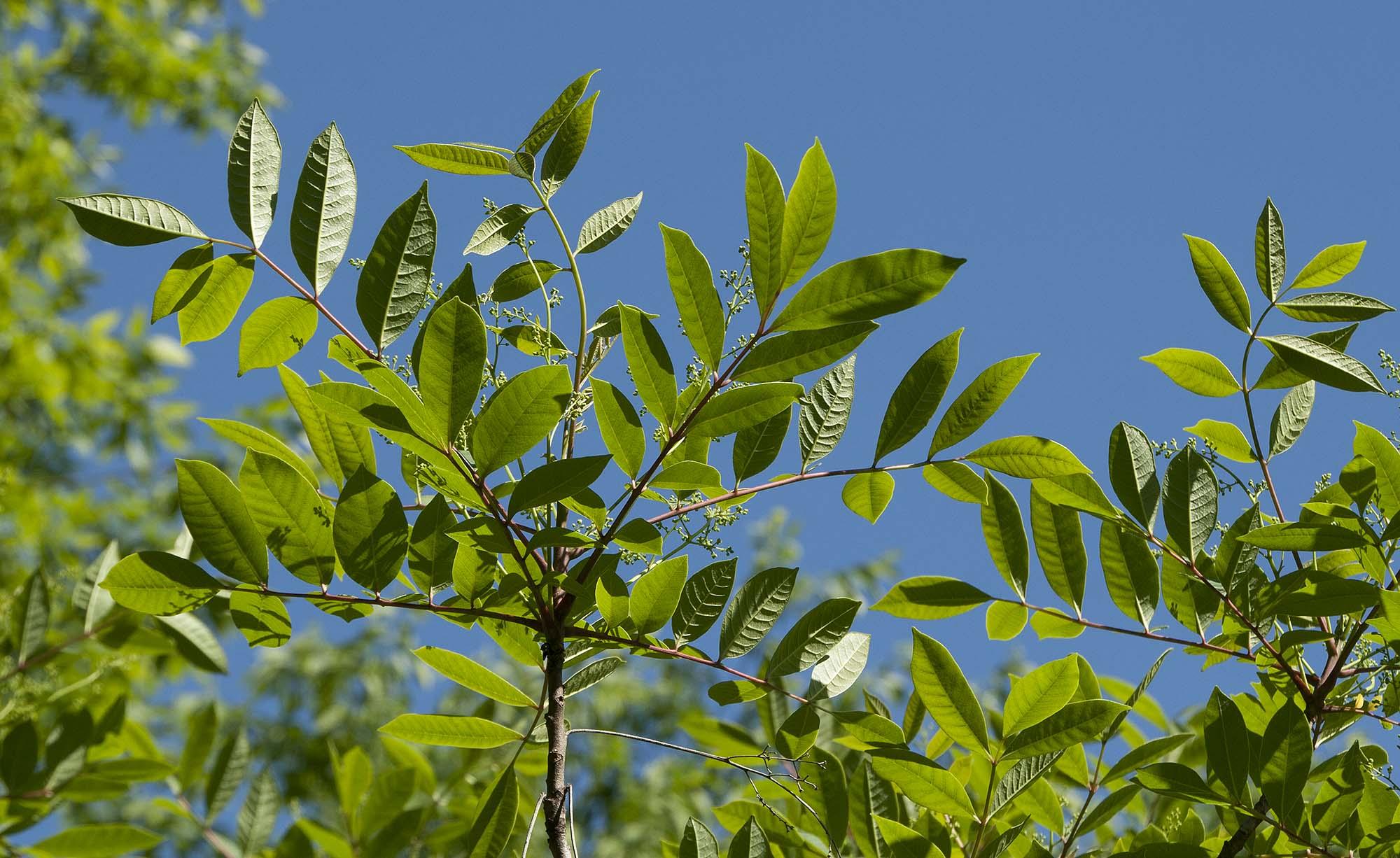 Poison sumac