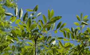 Poison sumac(Toxicodendron vernix)