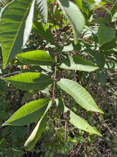 Poison sumac(Toxicodendron vernix)