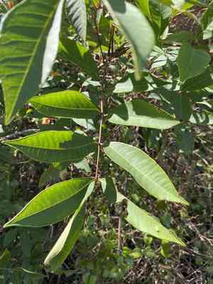 Poison sumac(Toxicodendron vernix)