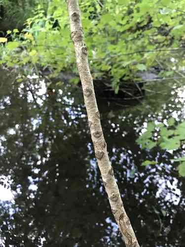 Poison sumac(Toxicodendron vernix)