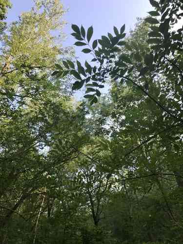 Poison sumac(Toxicodendron vernix)