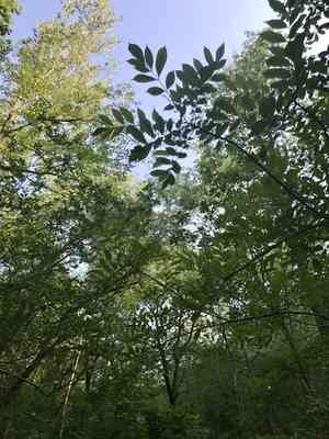 Poison sumac(Toxicodendron vernix)
