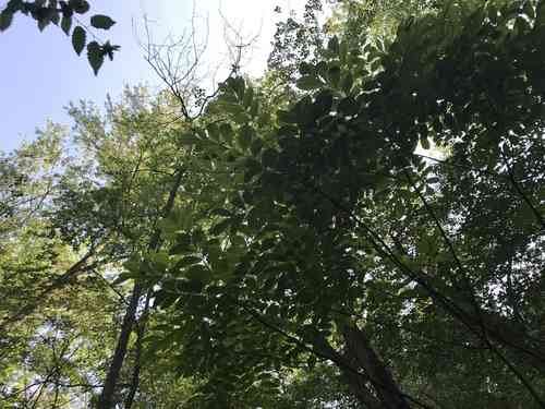 Poison sumac(Toxicodendron vernix)