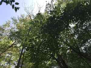 Poison sumac(Toxicodendron vernix)