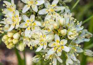 Smallflower deathcamas(Toxicoscordion micranthum)