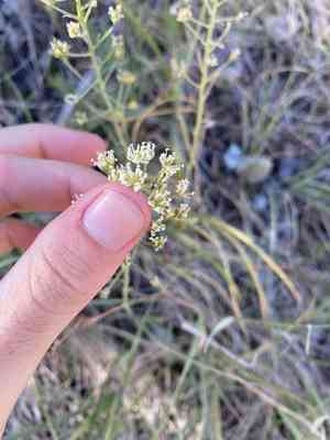 Smallflower deathcamas(Toxicoscordion micranthum)