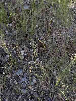 Smallflower deathcamas(Toxicoscordion micranthum)