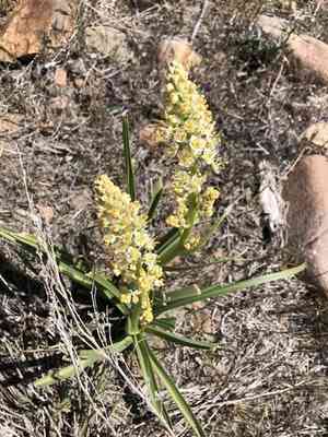 Foothill death camas(Toxicoscordion paniculatum)