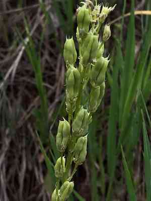 Foothill death camas(Toxicoscordion paniculatum)