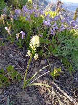 Foothill death camas(Toxicoscordion paniculatum)
