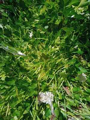 Trachymene humilis(Trachymene humilis)
