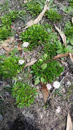 Trachymene humilis(Trachymene humilis)
