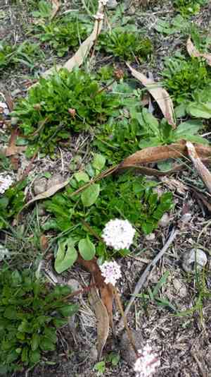 Trachymene humilis(Trachymene humilis)
