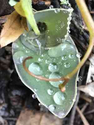 Trans-pecos spiderwort(Tradescantia brevifolia)