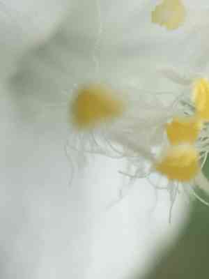 Trans-pecos spiderwort(Tradescantia brevifolia)