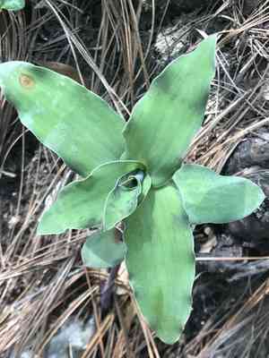 Trans-pecos spiderwort(Tradescantia brevifolia)