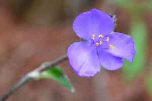 Leatherleaf spiderwort(Tradescantia crassifolia)