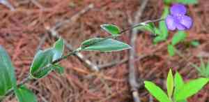 Leatherleaf spiderwort(Tradescantia crassifolia)