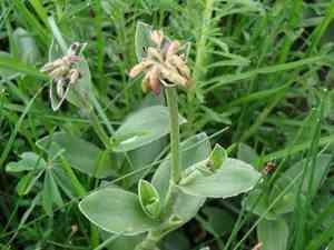 Leatherleaf spiderwort(Tradescantia crassifolia)