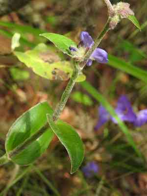Leatherleaf spiderwort(Tradescantia crassifolia)