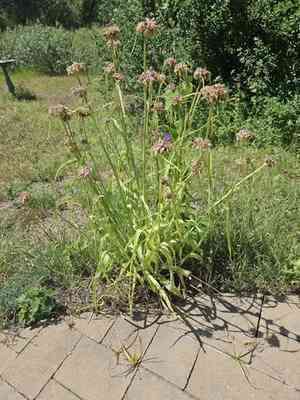 Giant spiderwort(Tradescantia gigantea)